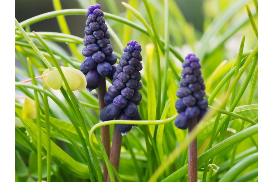 Вега-11У 2,8/50 пятилинзовый анастигмат (1979г.)