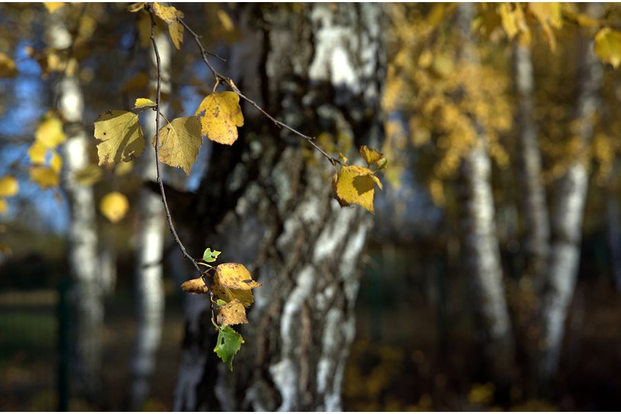 Объектив Nikon AF 24-85mm f/2.8-4D Nikkor (Japan, 2000)