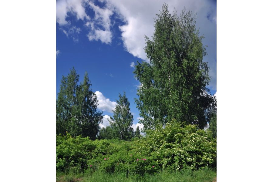 Объектив Nikon AF 24-85mm f/2.8-4D Nikkor (Japan, 2000)