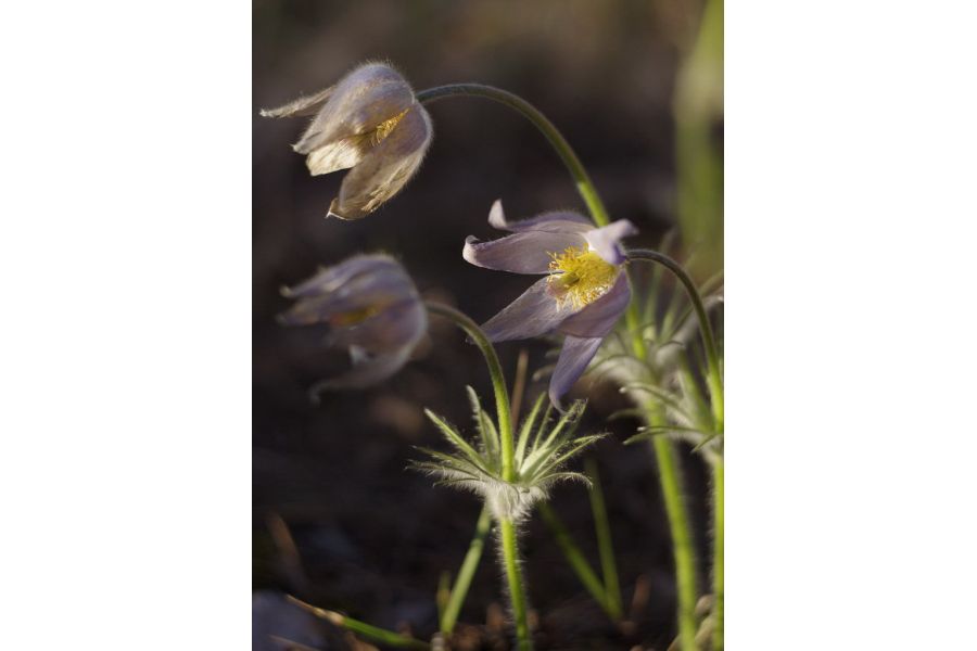 Мануальный Minolta Auto Rokkor-PF 55mm f/1.8