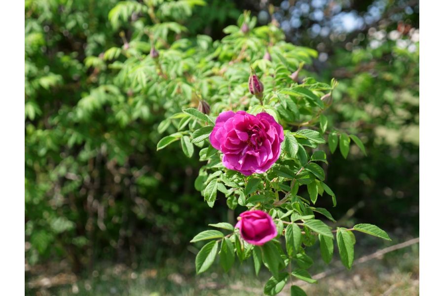 Panasonic Lumix G 42.5mm f/1.7 Asph. Power O.I.S. в упаковке