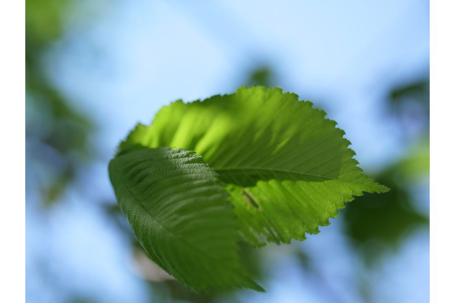 Panasonic Lumix G 42.5mm f/1.7 Asph. Power O.I.S. в упаковке