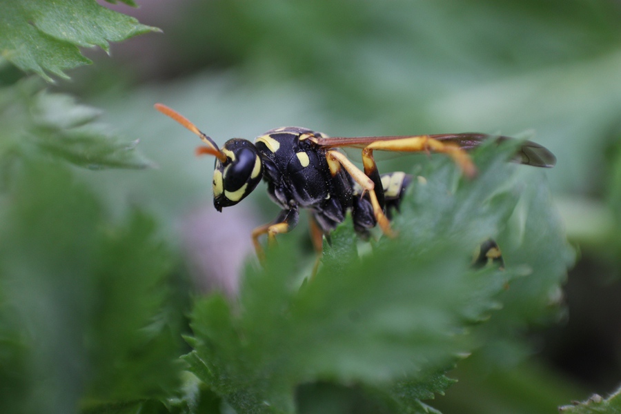 Автофокусный Canon EF-S 18-55mm 3.5-5.6 III