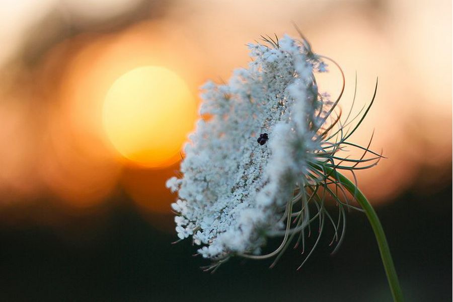 Гелиос 44-2 для Canon EOS