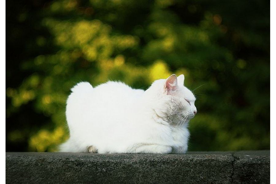 Гелиос 44-2 для Canon EOS