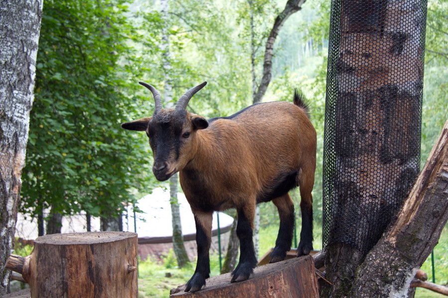 Объектив Canon EF-S 17-85mm f/4-5.6 IS USM