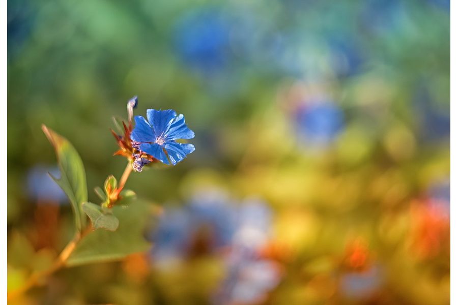 Гелиос-44-2 2/58 для Micro 4/3