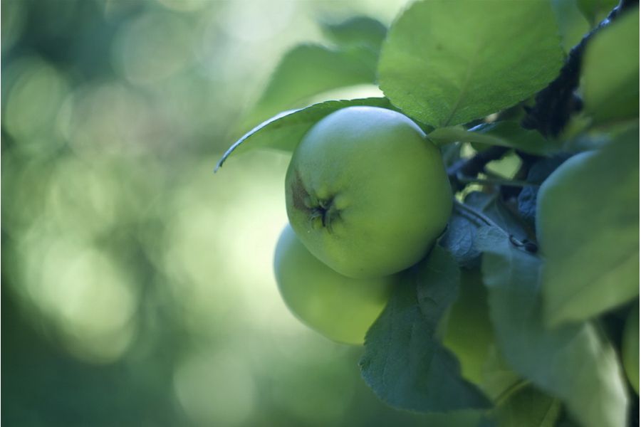 Гелиос-44М-4 2/58 для Micro 4/3