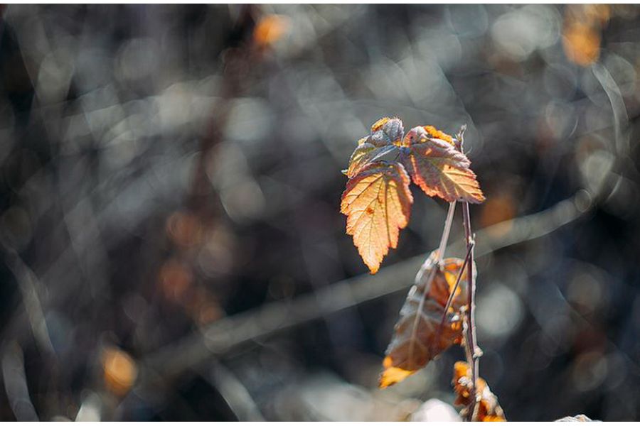 Гелиос-44М-4 2/58 для Canon EOS