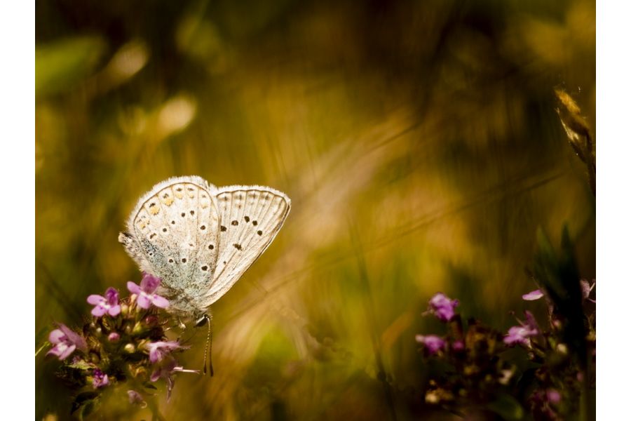 Юпитер-37А 3.5/135 для Micro 4/3