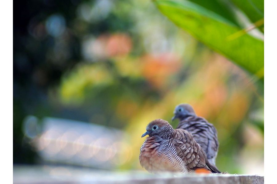 Юпитер-37А 3.5/135 для Micro 4/3