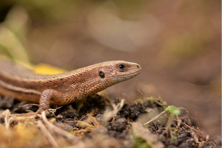 Индустар-61Л/З-МС 2,8/50 для Sony Nex