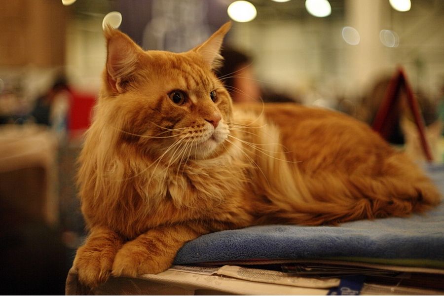 Pancolar 1.8/50 CZJ для Canon EOS