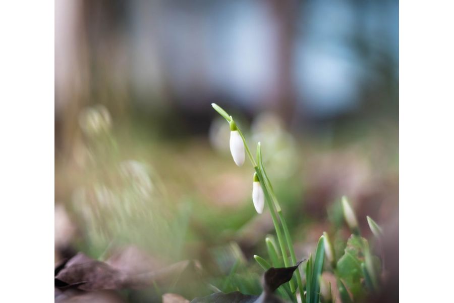 Pancolar 1.8/50 CZJ для Canon EOS