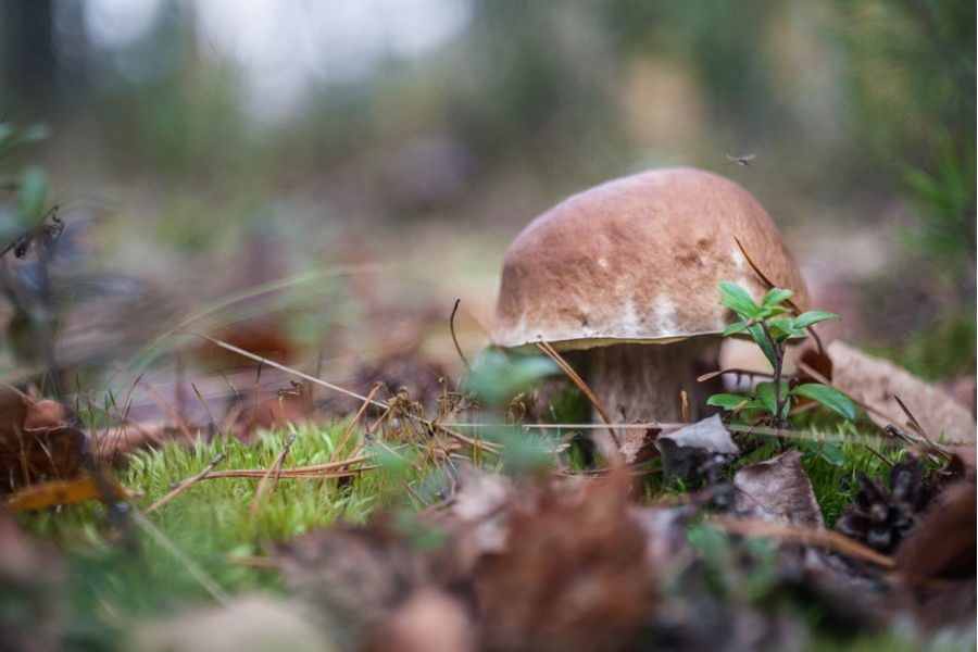 Tessar 2.8/50 JENA DDR для Canon EOS