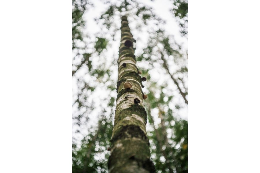 Tessar 2.8/50 JENA DDR для Fujifilm FX