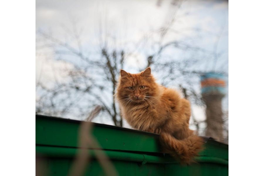 Tessar 2.8/50 JENA DDR для Fujifilm FX