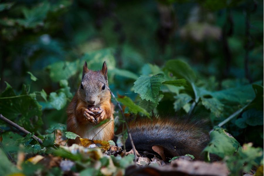 Sonnar 3.5/135 Carl Zeiss Jena для Canon EOS