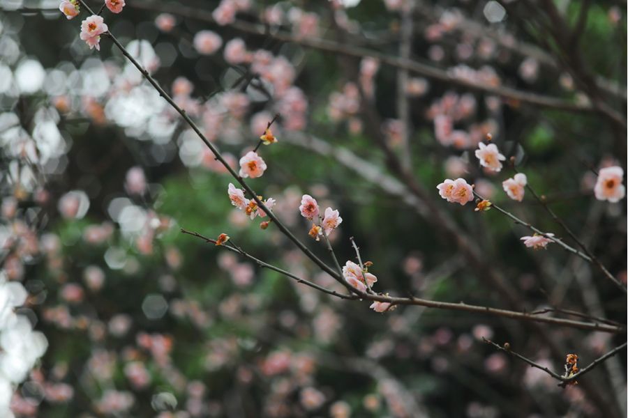 Sonnar 3.5/135 MC Carl Zeiss Jena DDR для Sony Nex