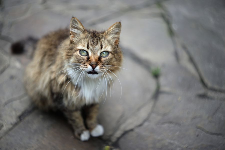 Гелиос-44М-4 МС 2/58 для Micro 4/3