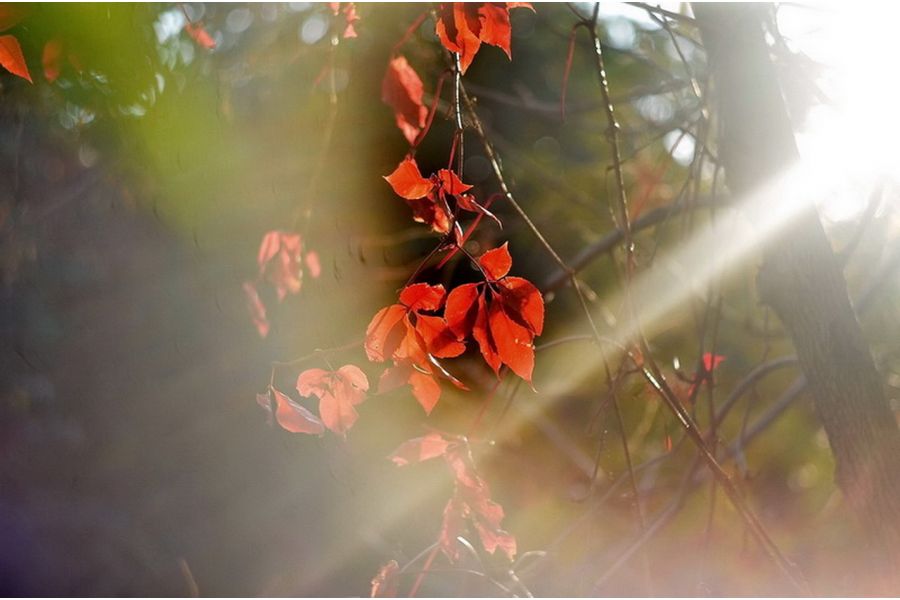 Гелиос-44М-4 МС 2/58 для Micro 4/3