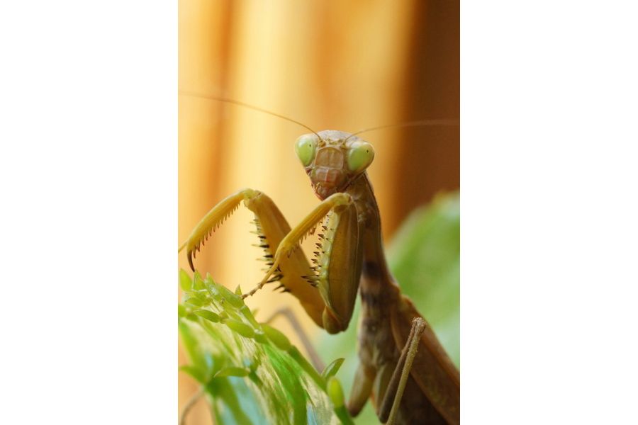 Волна-9 МС 2,8/50 для Canon EOS