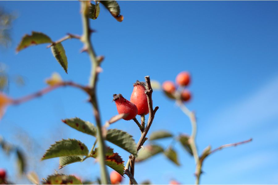 Мир-10А 3,5/28 для Canon EOS