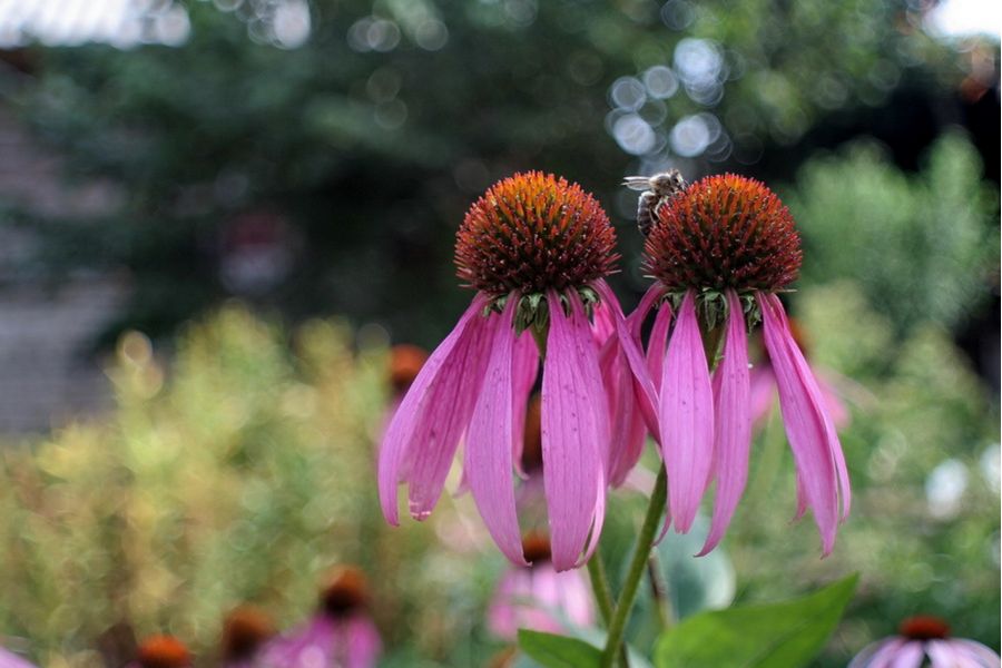 Мир-10А 3,5/28 для Sony Nex