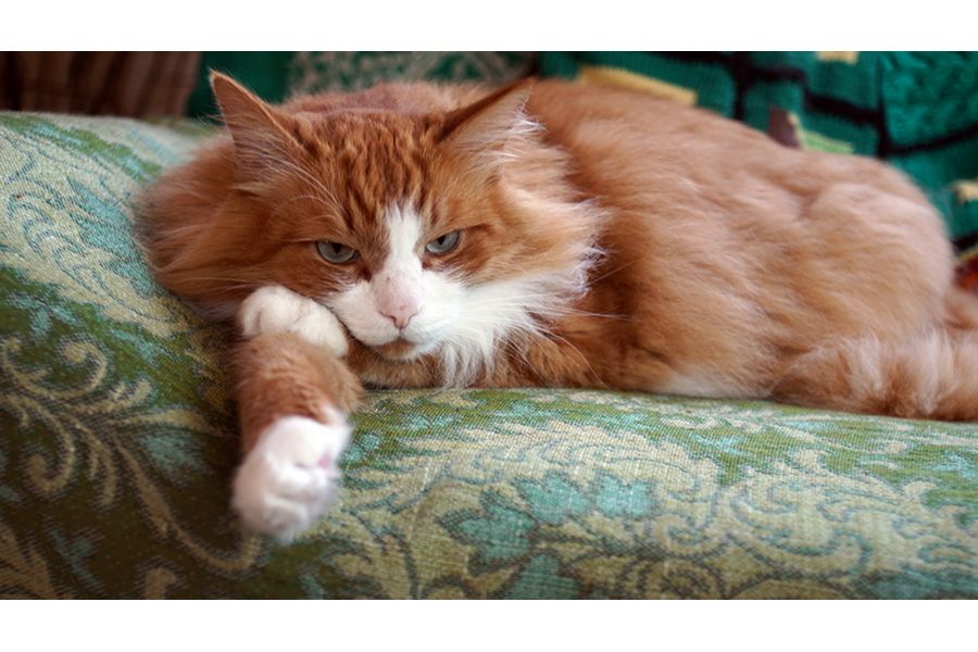 Flektogon auto 2.4/35 MC Carl Zeiss Jena DDR для Canon EOS