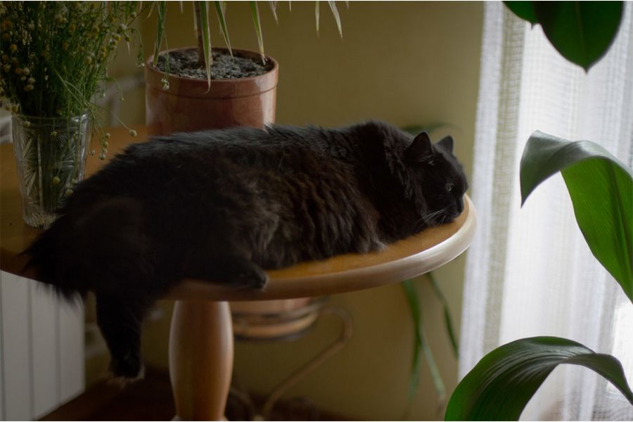 Зенитар-М 1.7/50 для Fujifilm FX