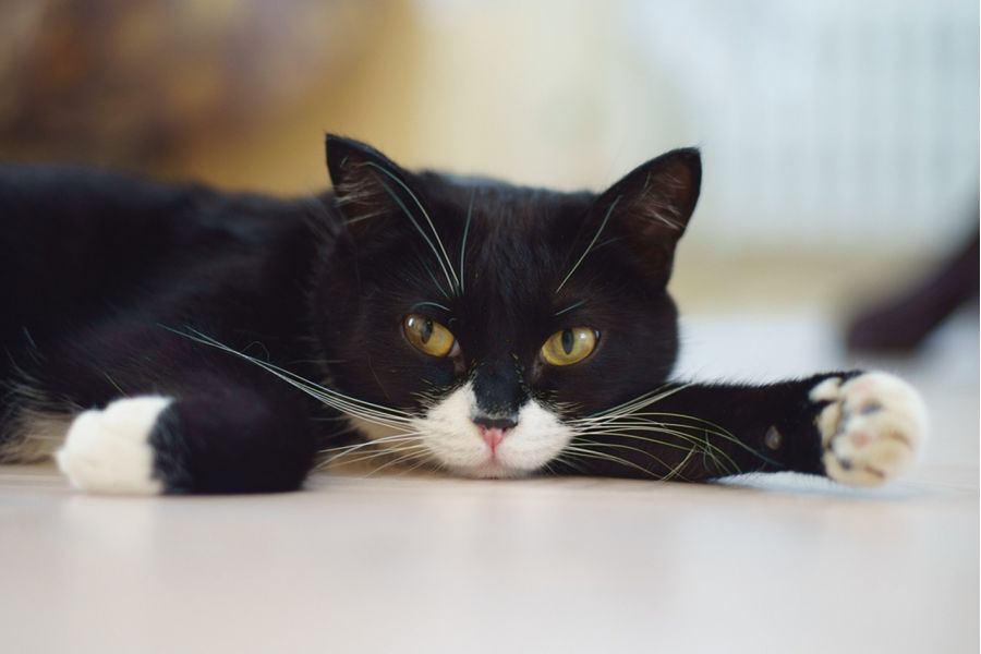 Зенитар-М 1.7/50 для Micro 4/3