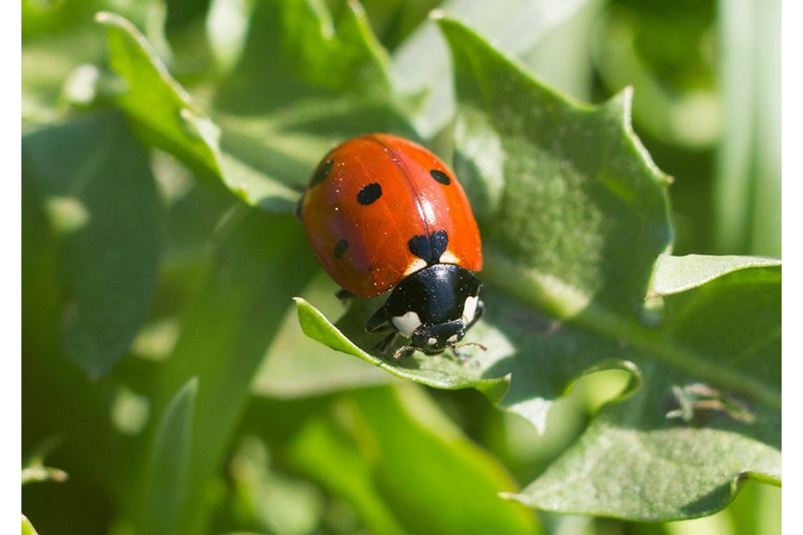 Зенитар-М2s МС 2/50 для Sony Nex