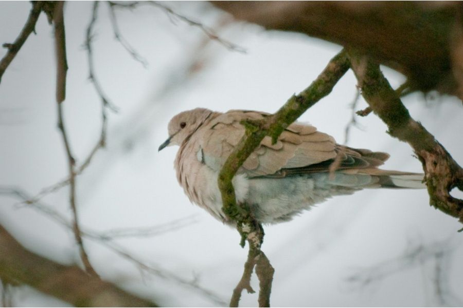 ЗМ-5А-МС 8/500 для Sony Nex