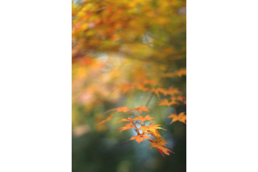 Pentax-M SMC 1.4/50mm для Canon EOS