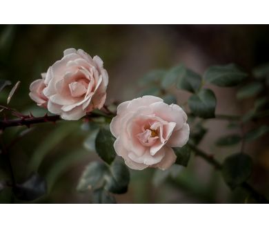 Pentax-M SMC 1.7/50mm для Canon EOS