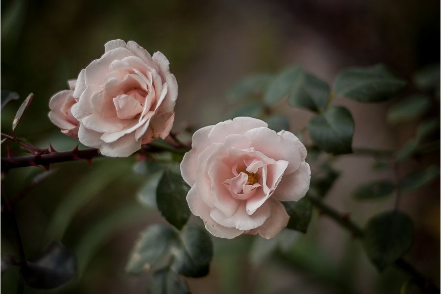 Pentax-M SMC 1.7/50mm для Canon EOS