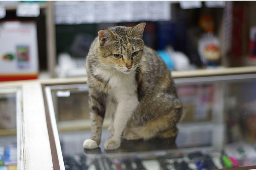 Pentax-M SMC 1.7/50mm для Canon EOS