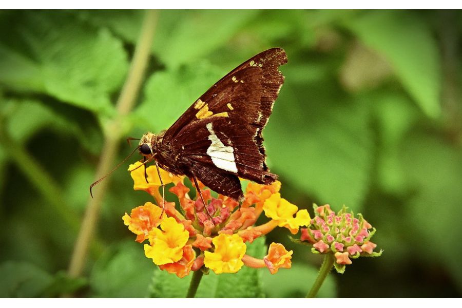 Объектив Tamron AF 18-200mm f/3.5-6.3 XR Di II LD Aspherical (IF) MACRO (A14) Canon EF-S в упаковке (Vietnam)