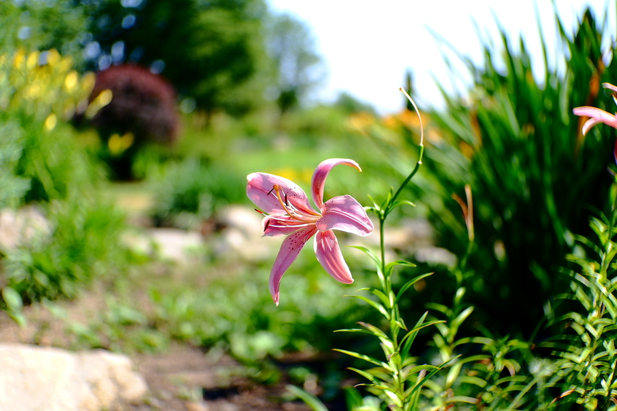 Объектив Canon EF 40mm f/2.8 STM в упаковке