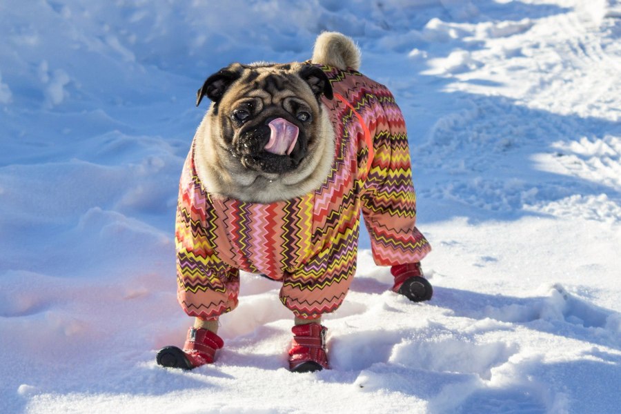 Объектив Canon EF 40mm f/2.8 STM в упаковке