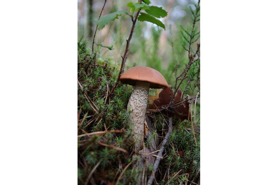 Объектив Pentax-DA SMC 16-45mm f/4 ED AL