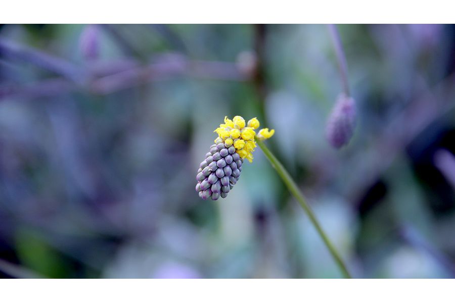 Объектив Canon EF-S 18-135mm 3.5-5.6 IS (Taiwan, 2010)