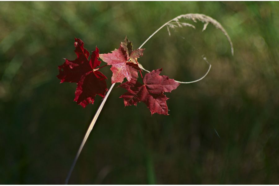 Объектив мануальный Телемар-22 5,6/200 (№006633)