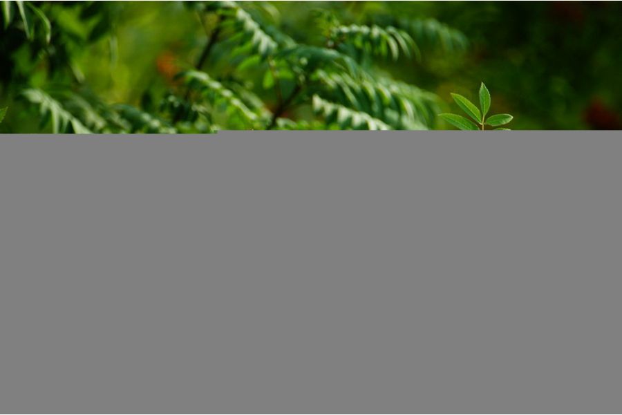 Объектив Sony DT 55-300mm f/4.5-5.6 (SAL-55300)