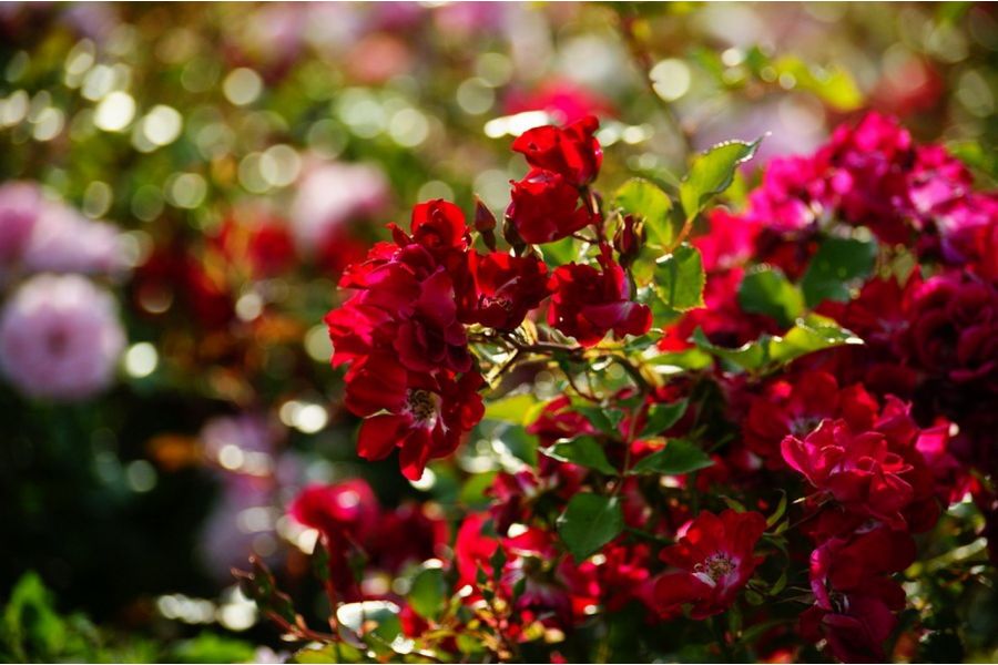 Объектив Sony DT 55-300mm f/4.5-5.6 (SAL-55300)