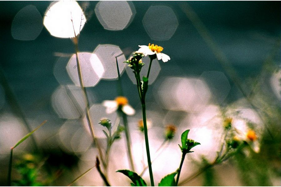 Объектив Yashica MC Zoom 75-200mm f/4,5 Macro