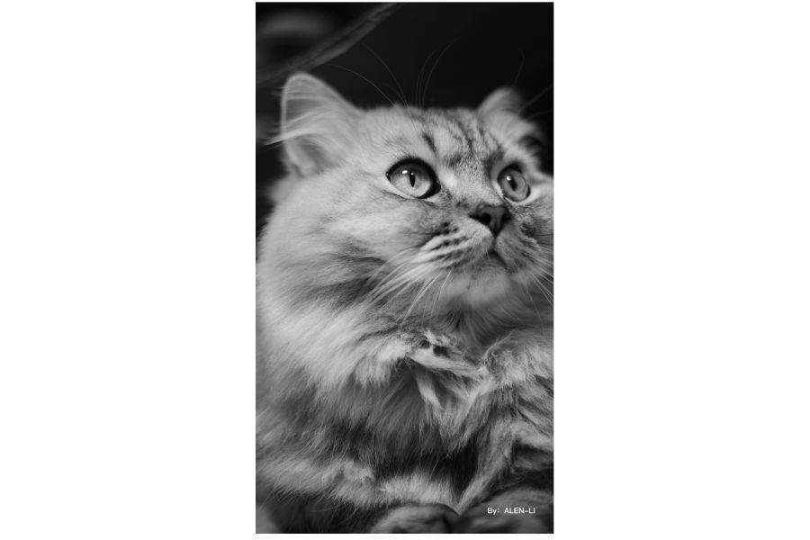 Объектив TTartisan 35mm F1.4 APS-C for Micro 4/3