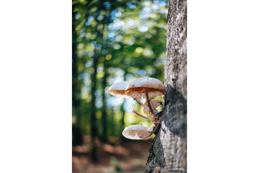 Объектив TTartisan AF 27mm f/2.8 APS-C для Sony E