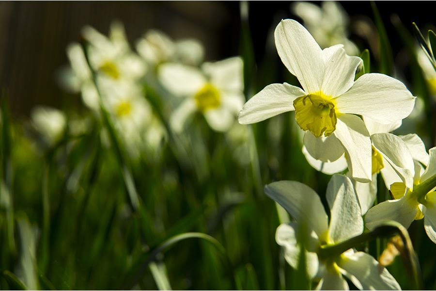 Sony Vario-Sonnar T*16-80mm f/3.5-4.5 ZA DT Carl Zeiss (Japan)