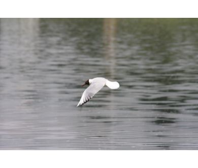 Объектив цифровой Canon EF 75-300mm 4-5.6 III